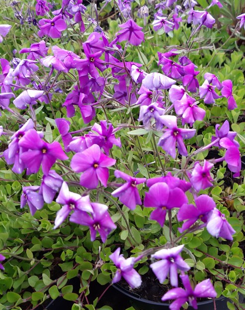 Phlox stolonifera `Red Ridge`